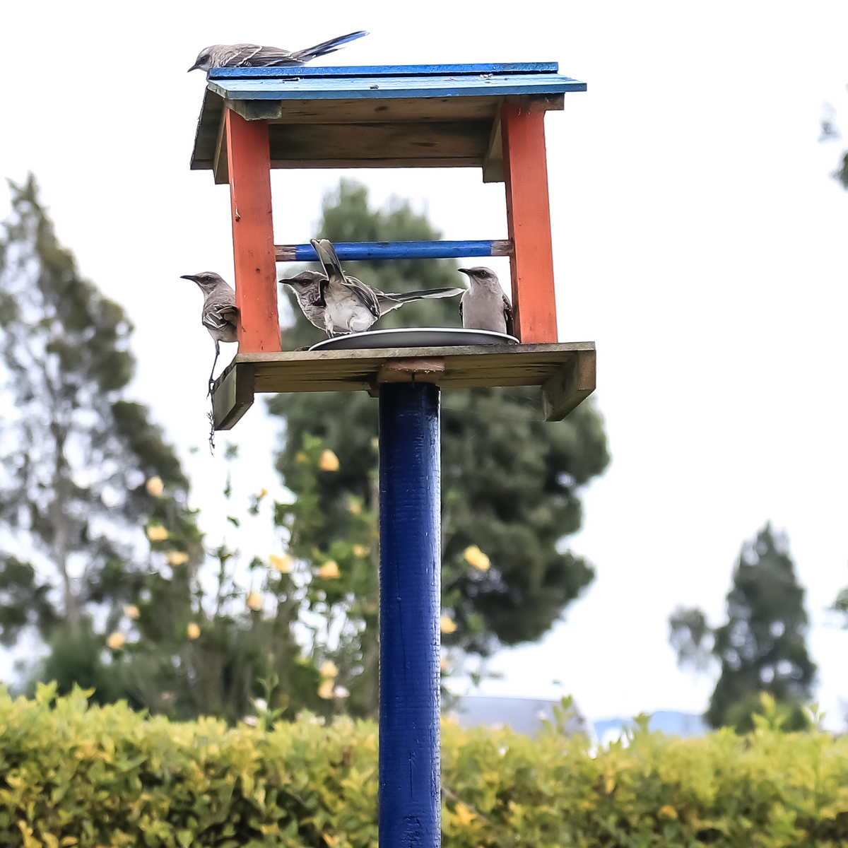 Pajarera con aves en el campus de la Cat´lica del Norte.